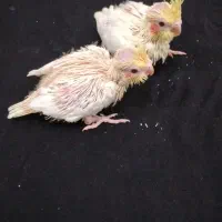 جوجه عروس هلندی