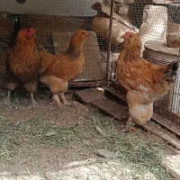 جفت جوجه 5ماهه برهما