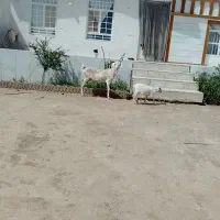 یک راس بز سانن با بزغاله نر