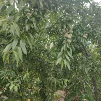 کارگر باغ