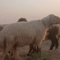 قوچ محلی