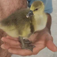 فروش جوجه غاز