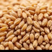 گندم کاسکوژن بوجاری شده