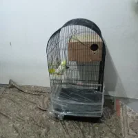 عروس هلندی جفت