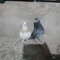 یه جفت سرور یه جفت شاز ده زرد