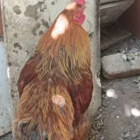 خروس برهما
