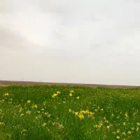 فروش زمین کشاورزی در روستای کسکن