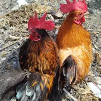 2تا خروس زینتی پاکوتاه