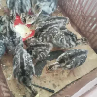جوجه بوقلمون از مرگ و میر دررفته