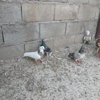 کبوتر