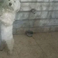 به فروش میرسه
