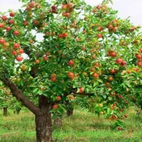 بمب انرژی درختان گیاهان