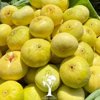 انجیر اعلا ساوه شیرین کیلویی صدو بیست هزار تومان