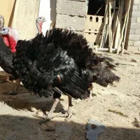 بوقلمون محلی ماده  قیمت توافقی