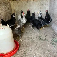 نیمچه گلین