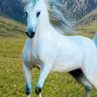 پانسیون اسب