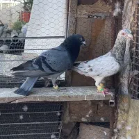 کبوت هفت رنگ