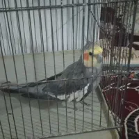 عروس هلندی نر سخنگو
