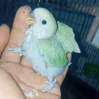 کوتوله و‌ عروس سرلاکی