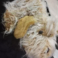 عروسک سگ