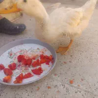 اردک|پرنده|رضویه, |دیوار