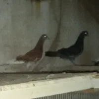 فروش کبوتر پرشی