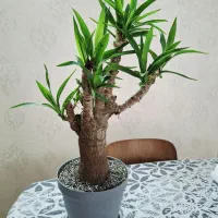 تنه یوگا خاص