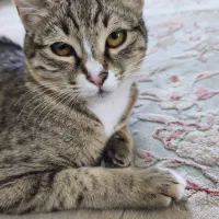 گربه واگذاری رایگان