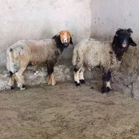 دو راس کَوه قوچی