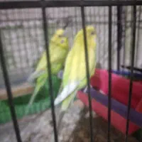 فروش مرغ عشق