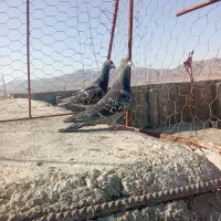 کفتر فروشی