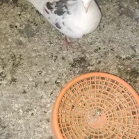 کبوتر خوش شونه
