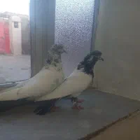 یک جفت کبوتراوچان