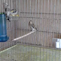 جوجه سهره... جوجه سهره قناری نرمه خور