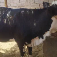 یک عددگسترسیمینتال