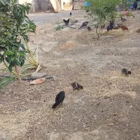 جوجه محلی