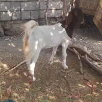 کهره ن   ماده