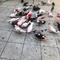 تعدادی کفتر خوب یکجا بخونین حتما بعد پیام بدید