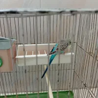 فروش مرغ عشق