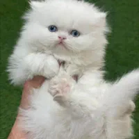 فروش غذای وارداتی   سگ و گربه