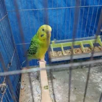 مرغ عشق ماده