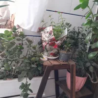 گل طبیعی