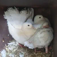 کفتر دم چتری جفت به همراه جوجه