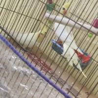 جفت مولد