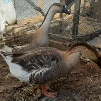 قوغاز|حیوانات مزرعه|گلبهار, شهر جدید گلبهار|دیوار