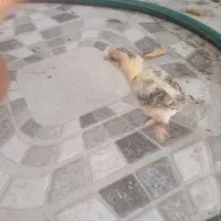 جوجه صحیح و سالم