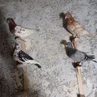 کبوتر حیوون بوم کله آس و بزک