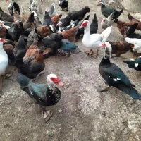 فروش اردک اسرائیلی