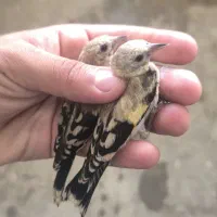 سهره کامل دم  سفید رنگ روشن
