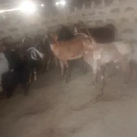 بزچاق